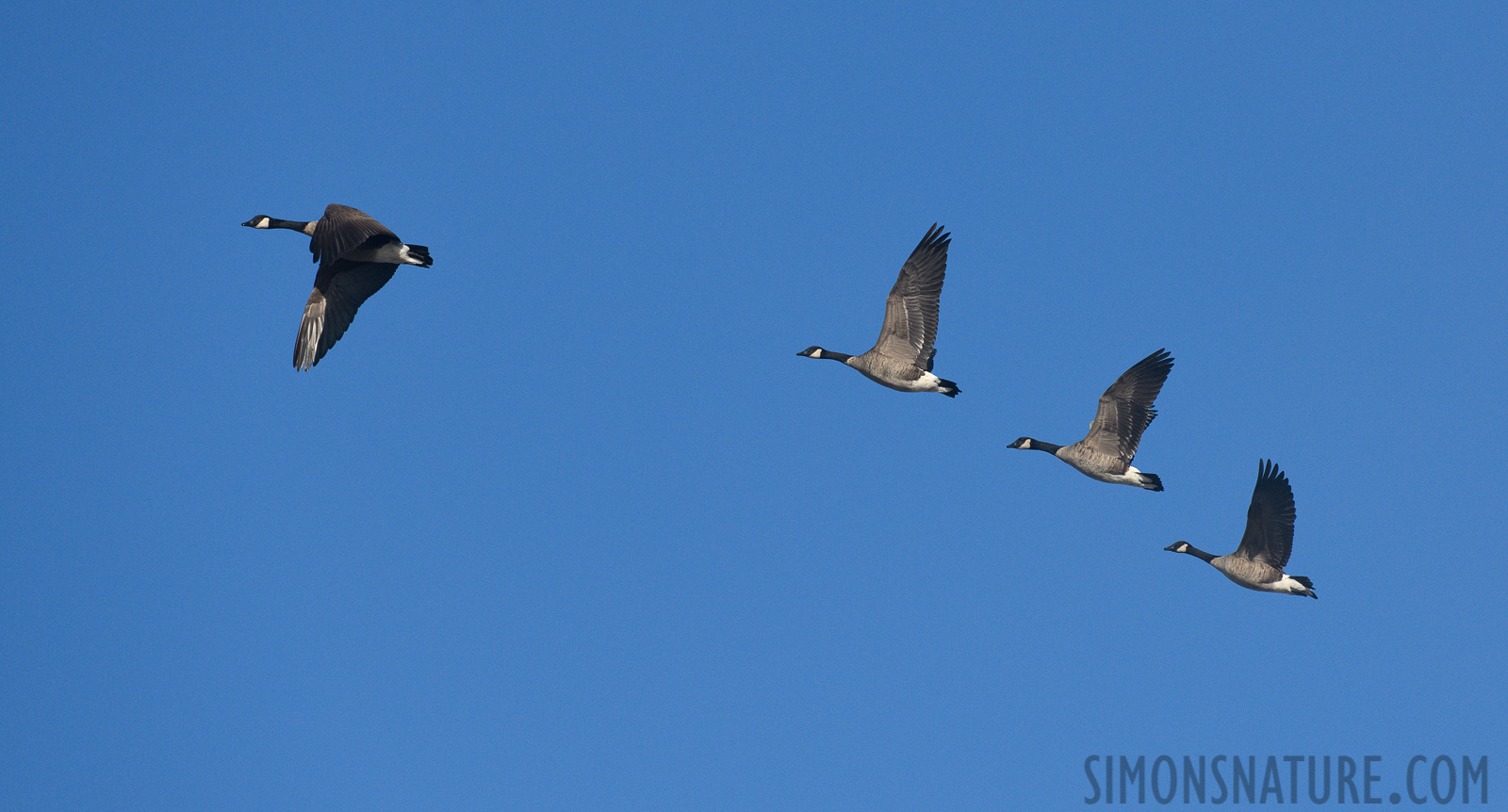 Branta canadensis interior [400 mm, 1/2500 Sek. bei f / 8.0, ISO 800]